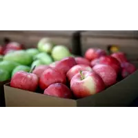 Куплю яблоки у населения и заготовителей